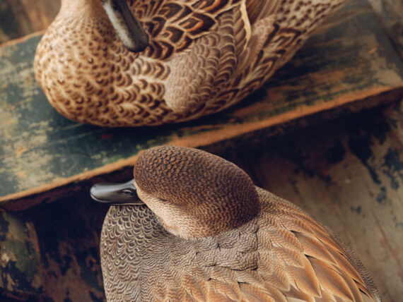 Two hyper realistic duck decoys