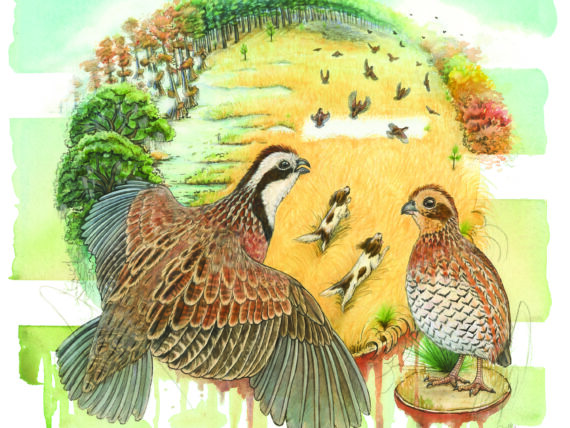 an illustration of quail