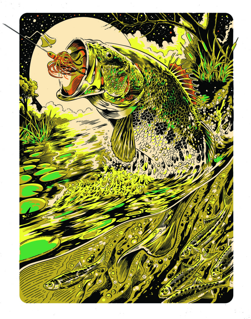 an illustration of a bass