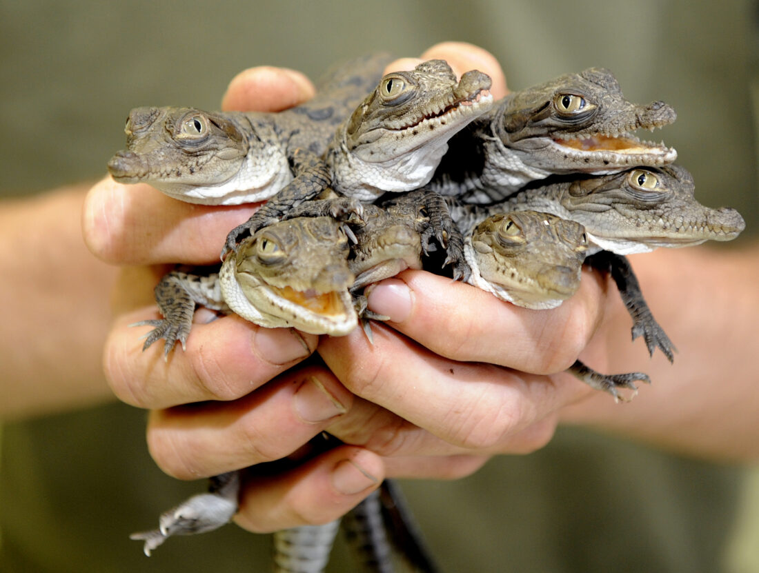 crocodile hatchlings