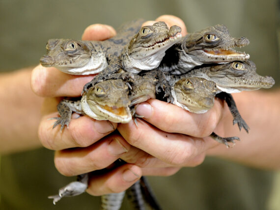 crocodile hatchlings