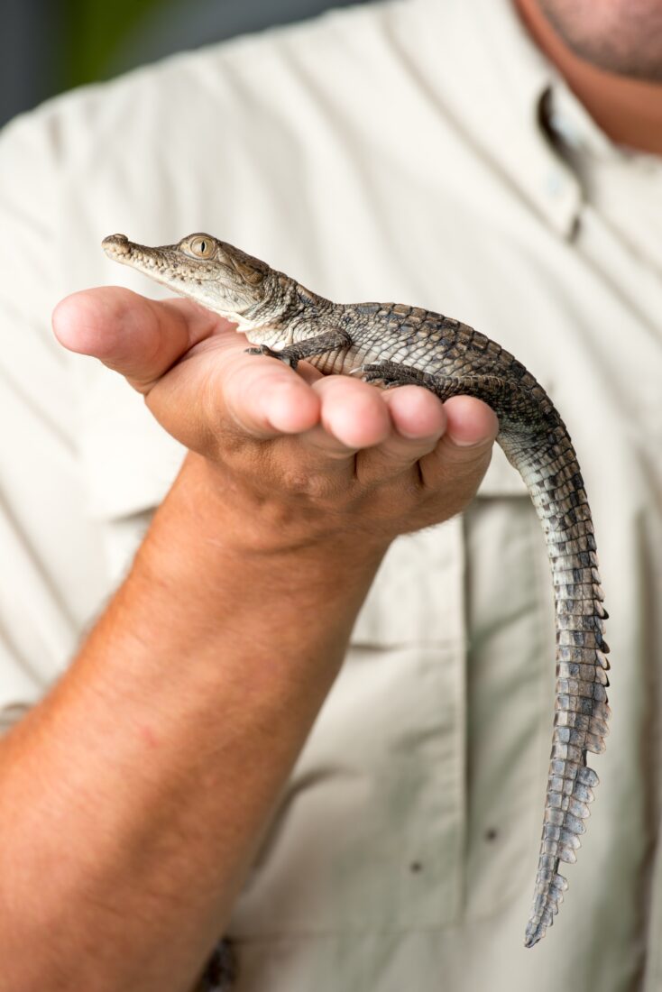 a crocodile hatchling