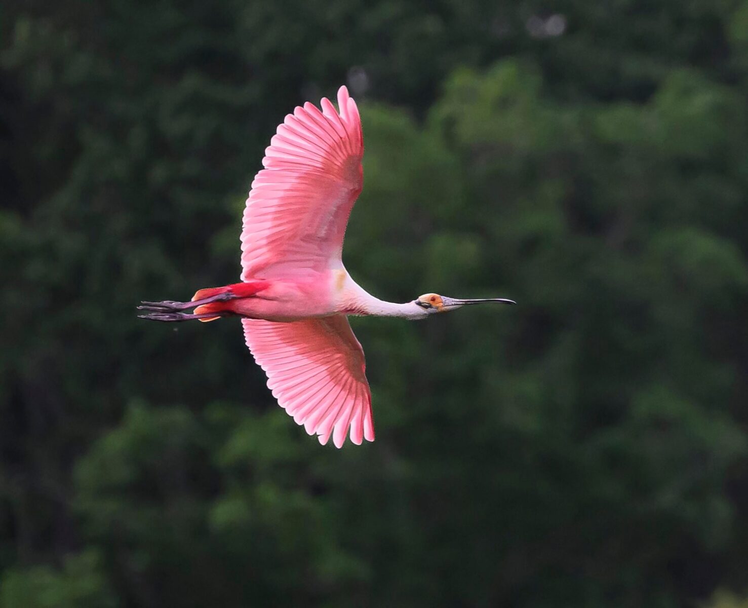 a spoonbill