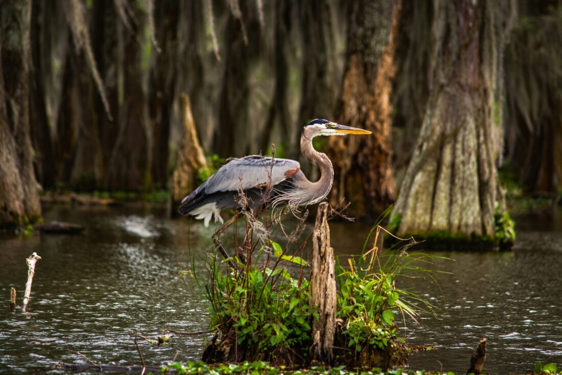 great blue heron