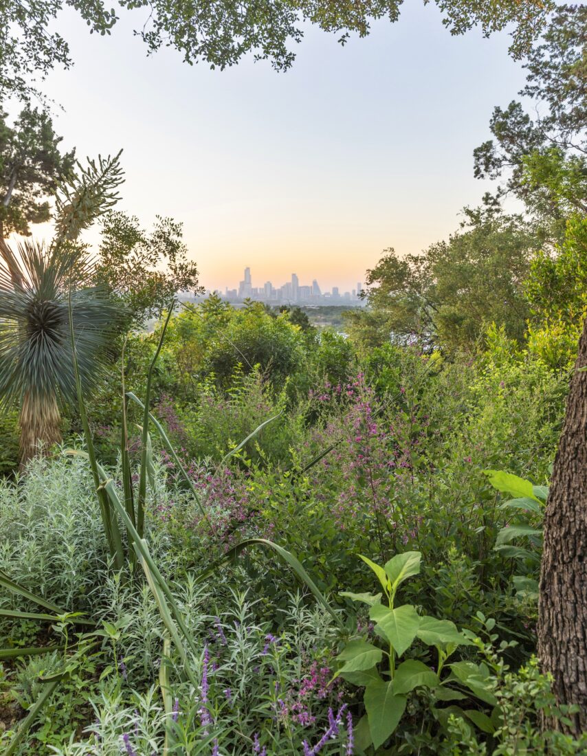 On a hilltop overlooking downtown Austin, wildflowers, spiny agave, yucca, and roses in pink and purple frame the view.