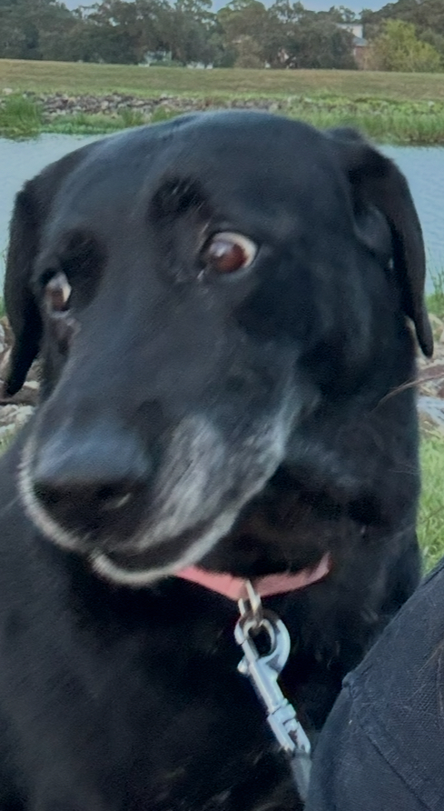 Blue, Labrador Retriever
New Orleans, Louisiana