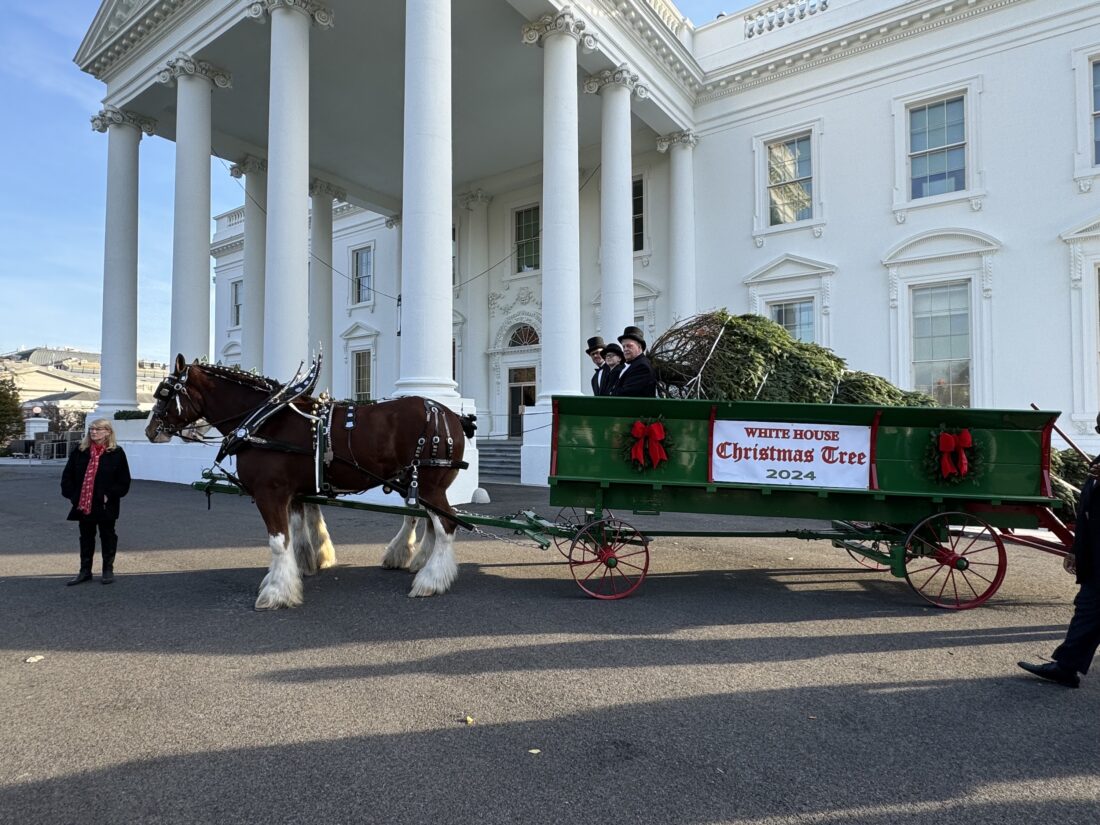 Horses pulling a Christmas tree in front of the white house