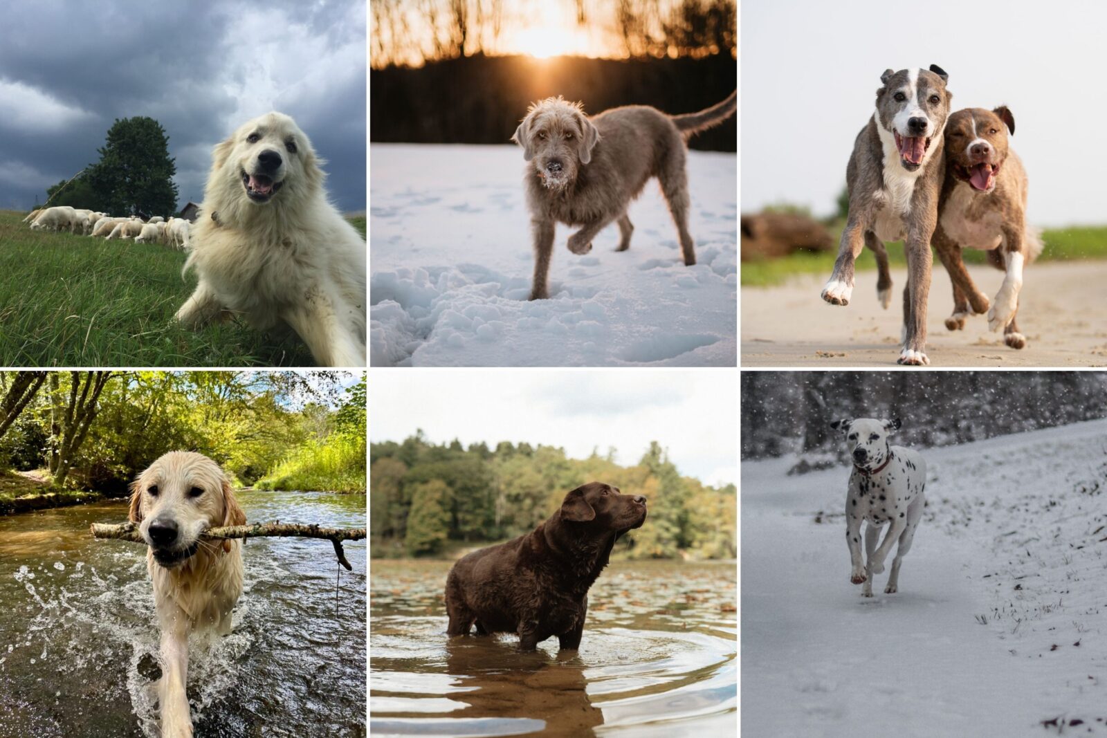A collage of dogs playing outside