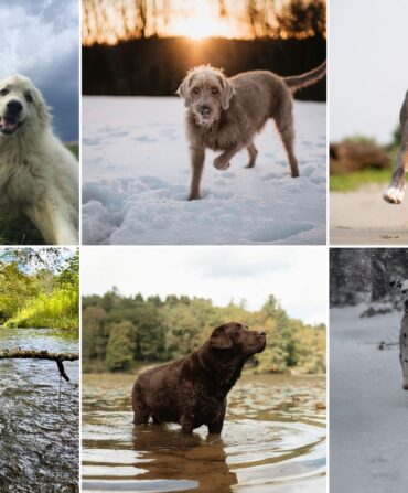 A collage of dogs playing outside