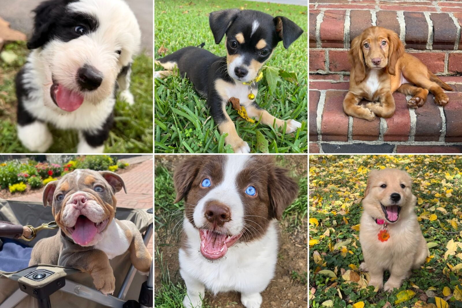 A collage of puppies