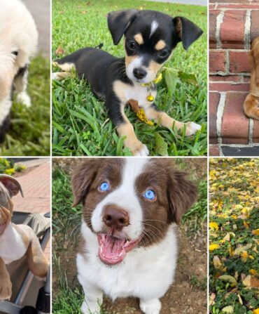 A collage of puppies