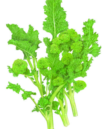 broccoli rabe illustration