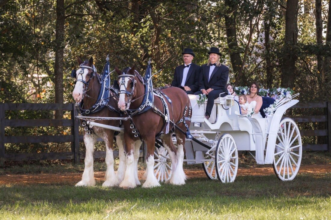 Horses pull a white carriage