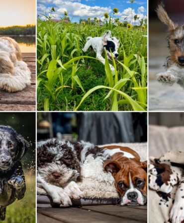 A collage of dogs