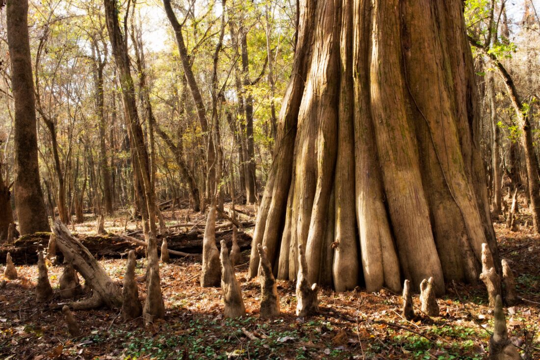 tree knobs in Congaree National Park