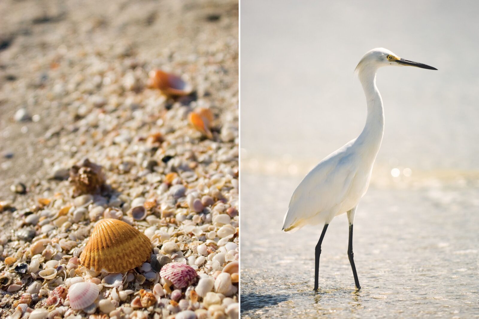 Shells on a beach; a snowy egret