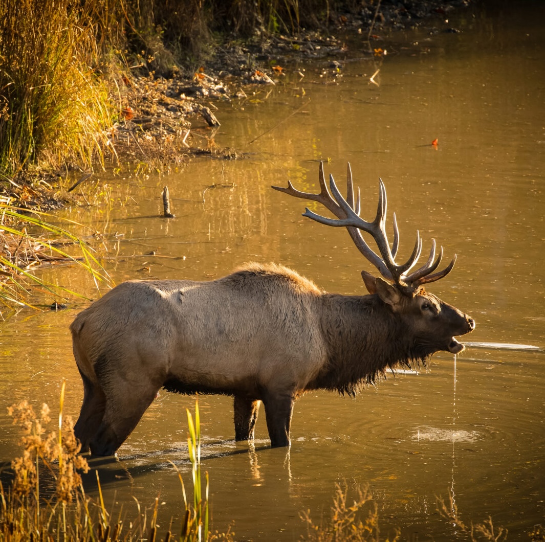 elk