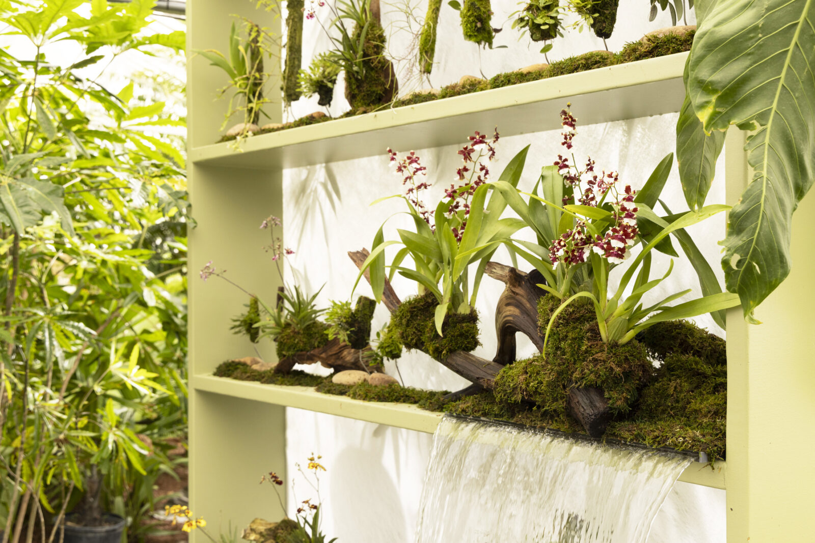 A mossy shelf with orchids and a stream of water