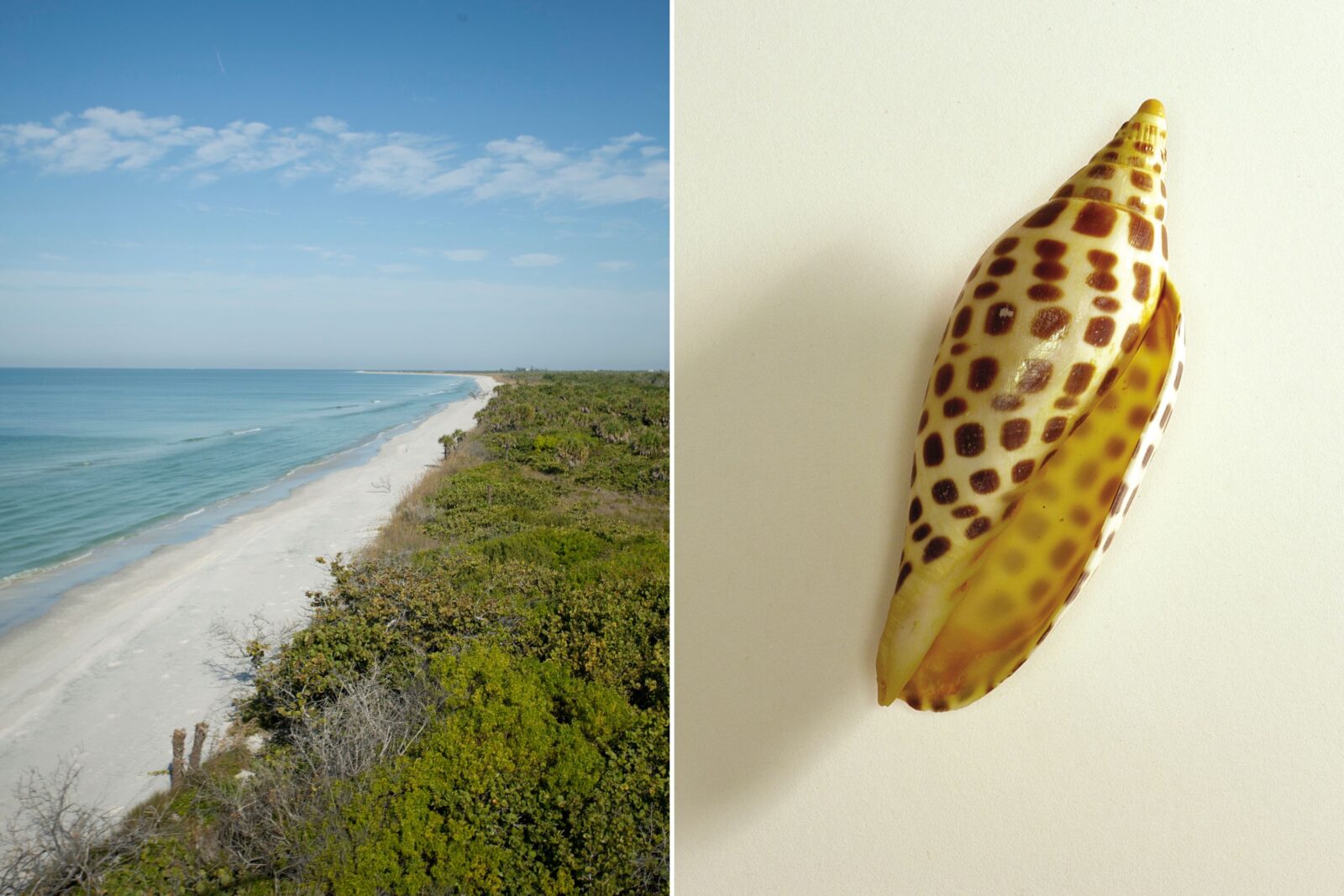A quiet stretch of beach; a junonia shell.