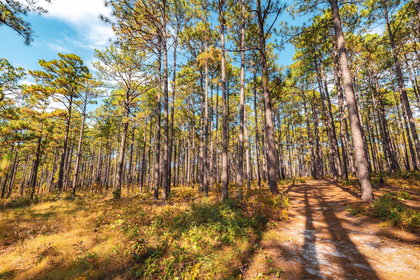 Longleaf pines