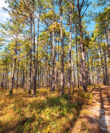 Longleaf pines