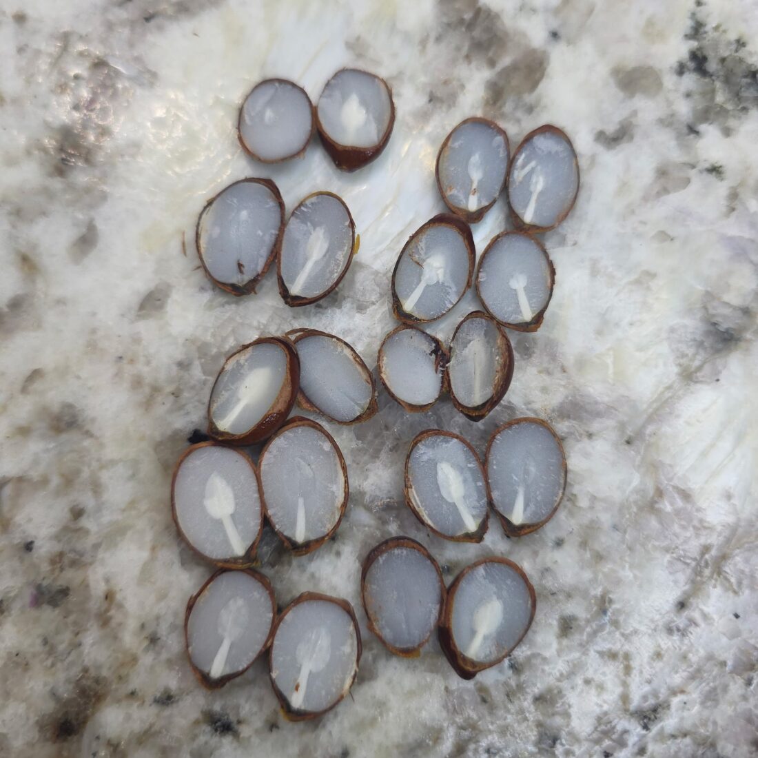 persimmon seeds