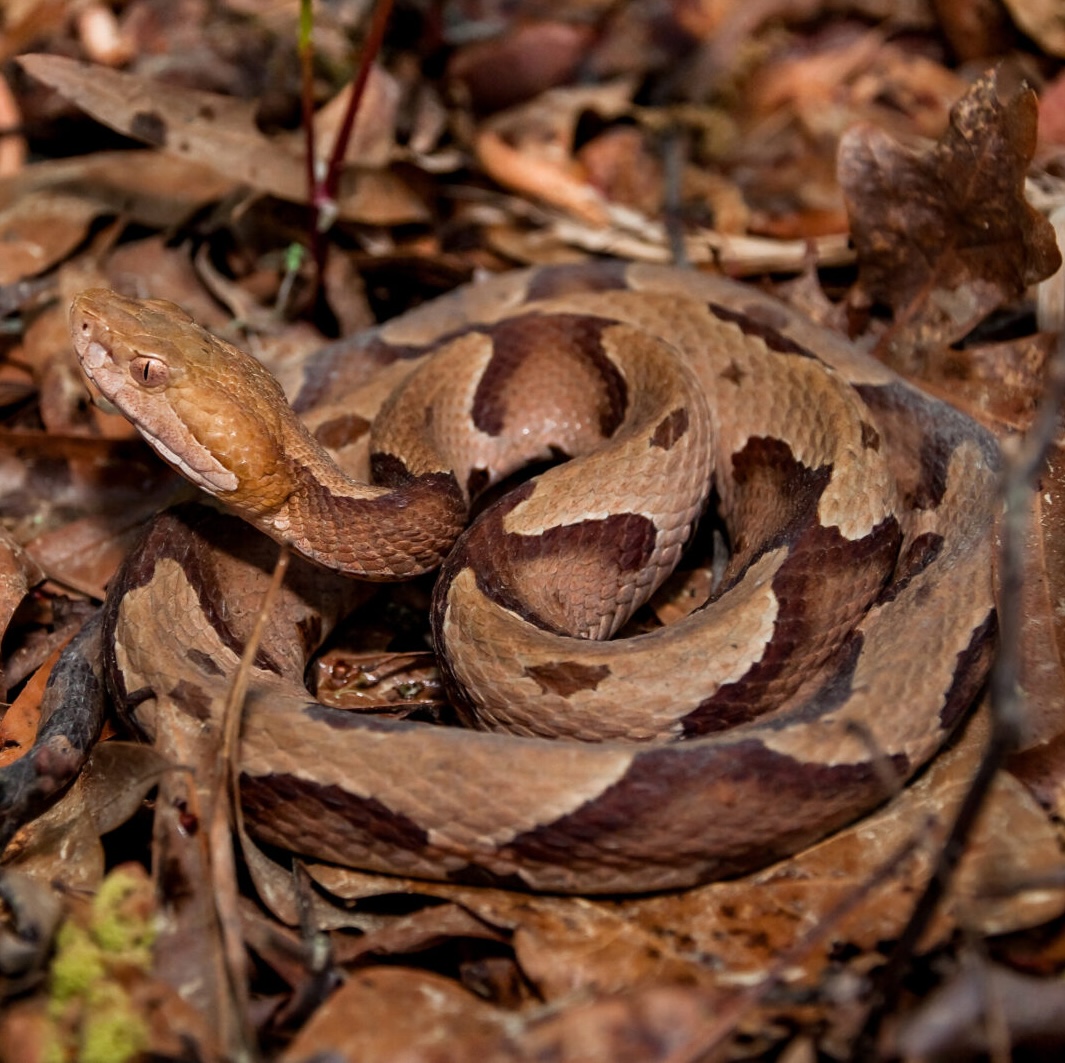 copperhead snake