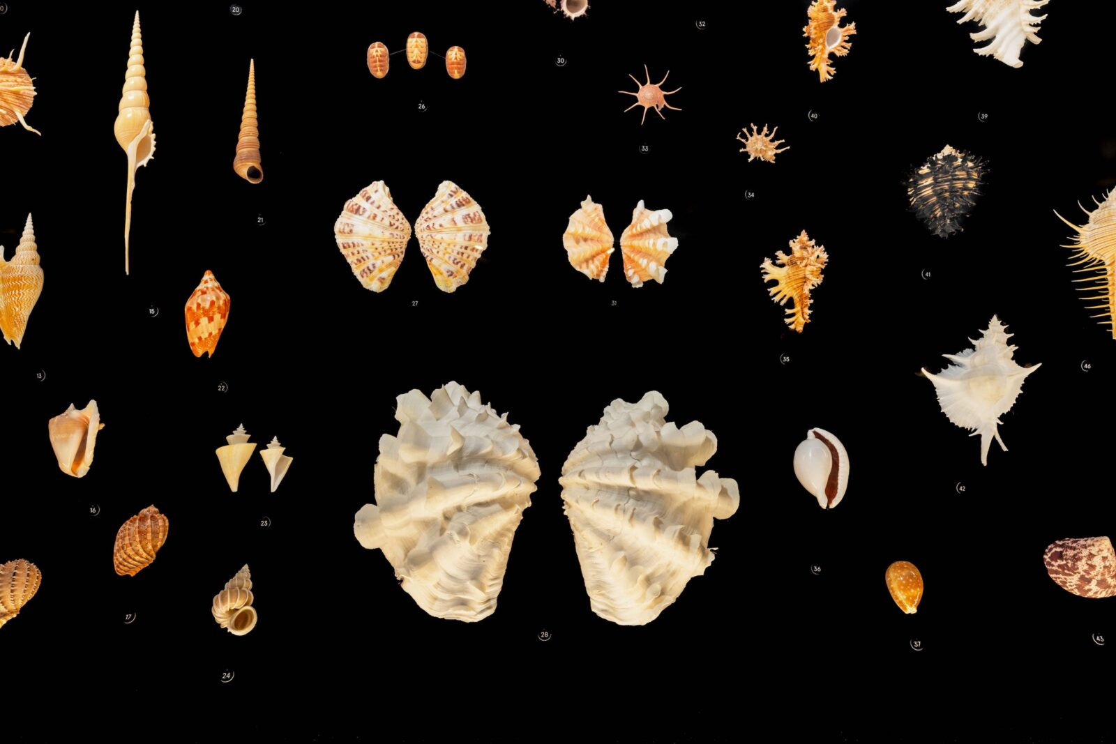 Sea shell specimens
