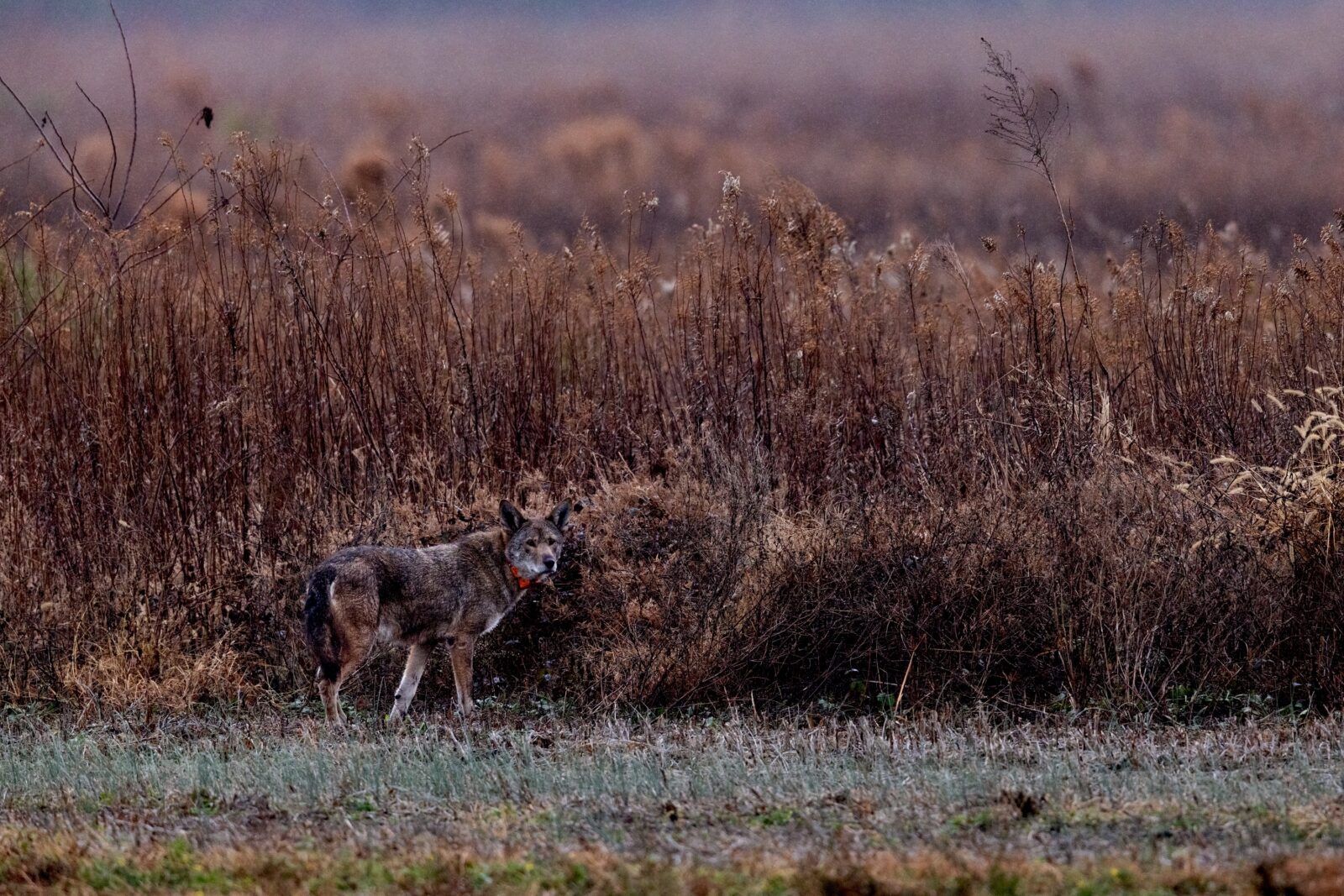 a male red wolf