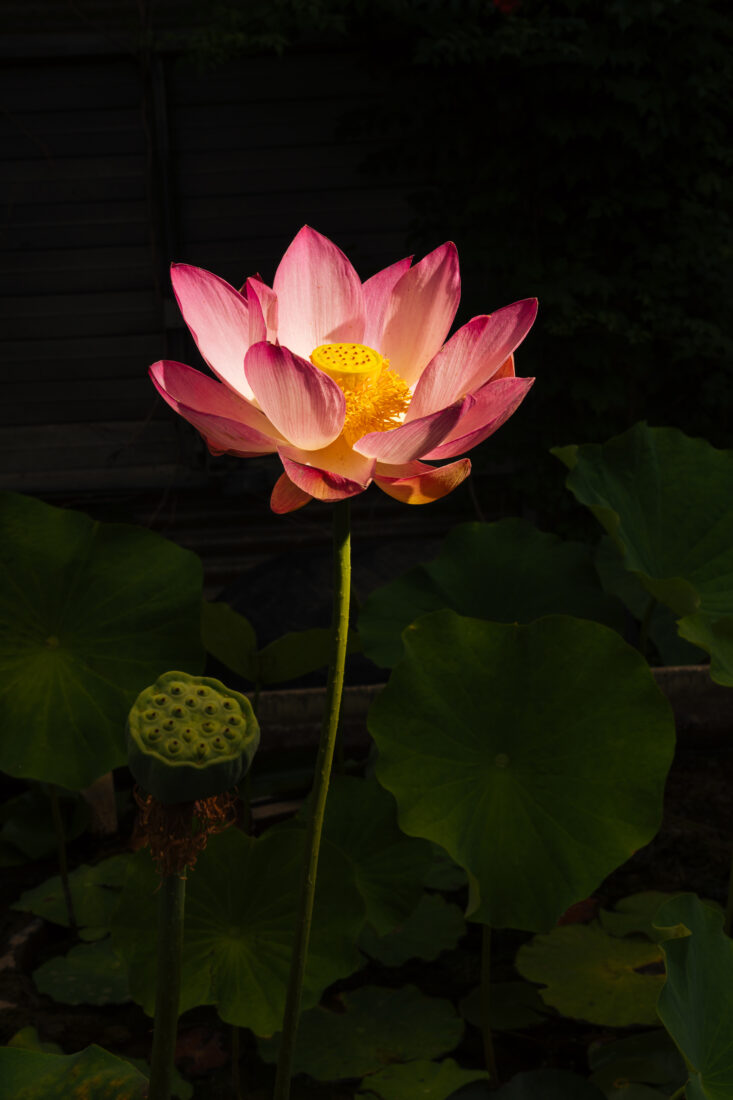 a lotus in bloom