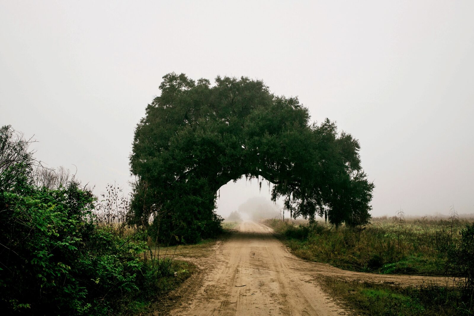 a tree frames a dirt road