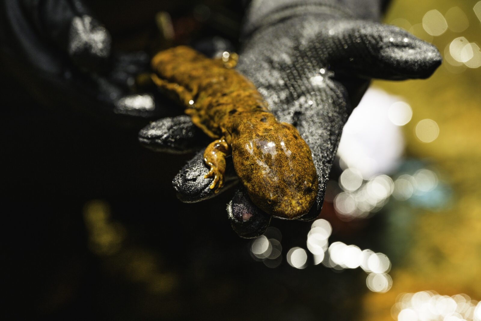 a subadult hellbender