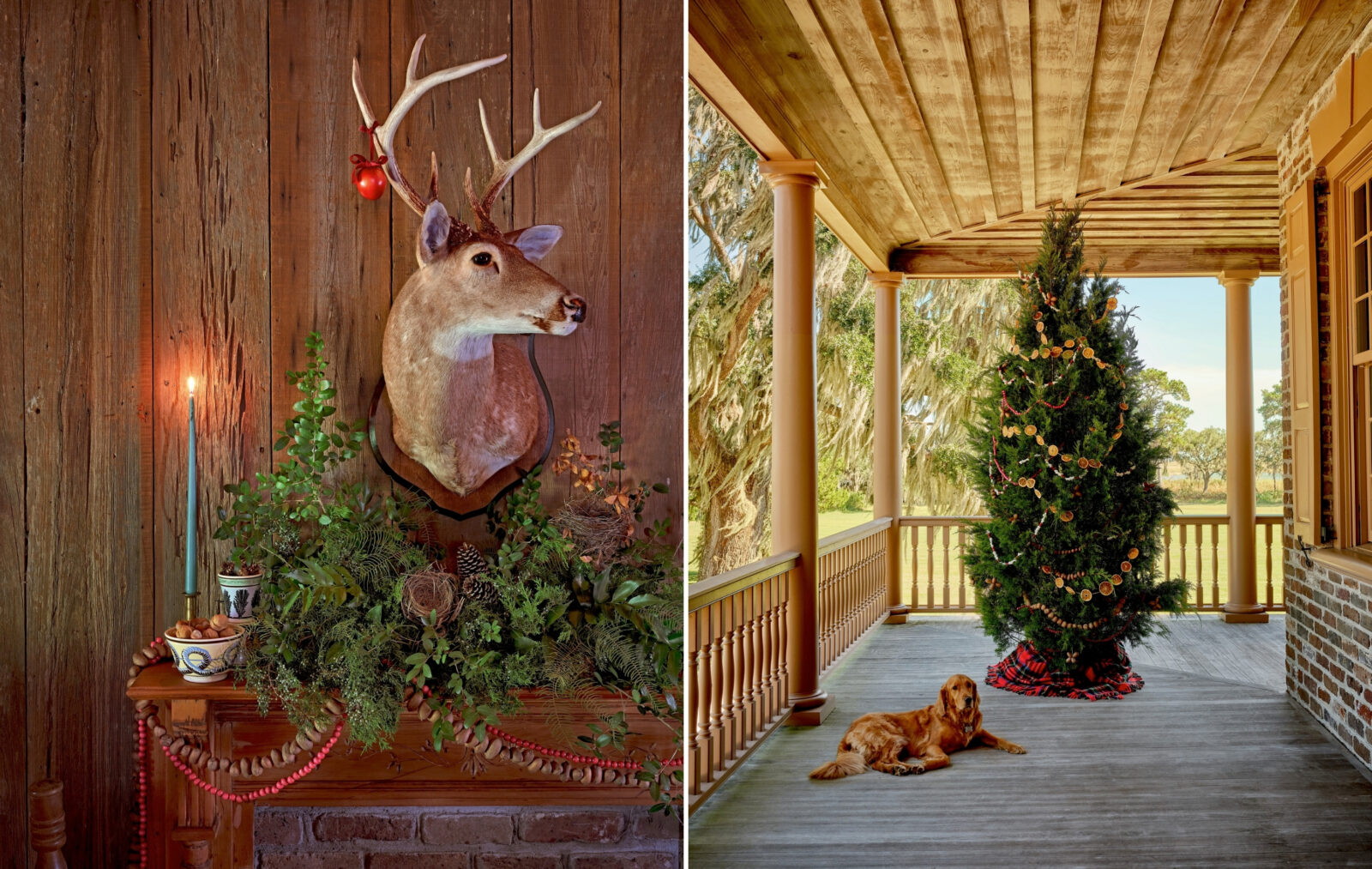 deer head; a Christmas tree and Golden Retriever