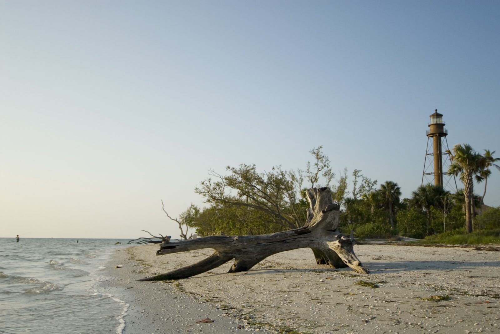 Driftwood and shells sit on the shore of a beach