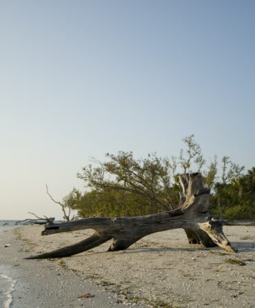 Driftwood and shells sit on the shore of a beach