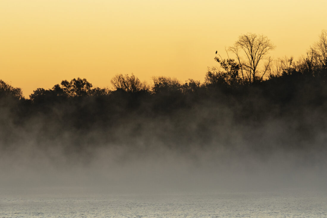 A sunset on a river with an eagle in a tree
