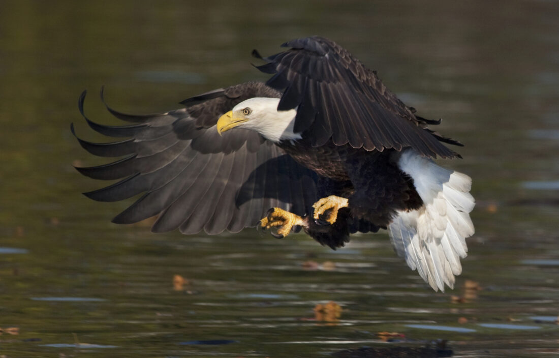 A bald eagle flies over a river
