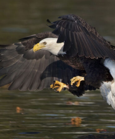 A bald eagle flies over a river