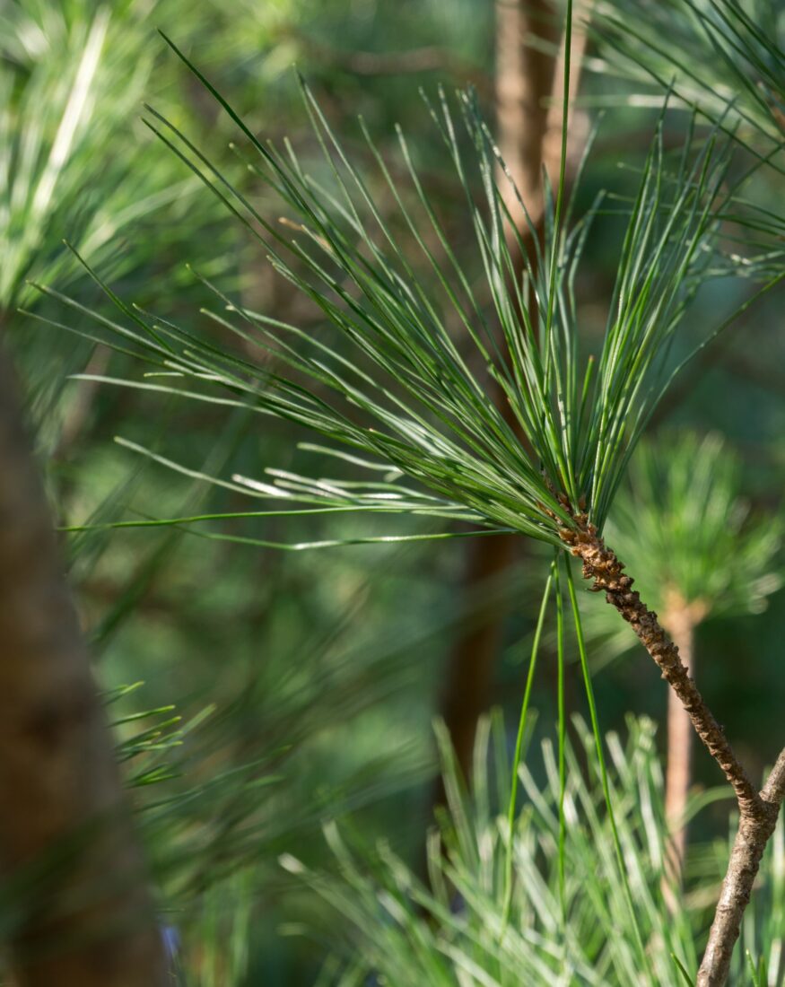 A pine tree
