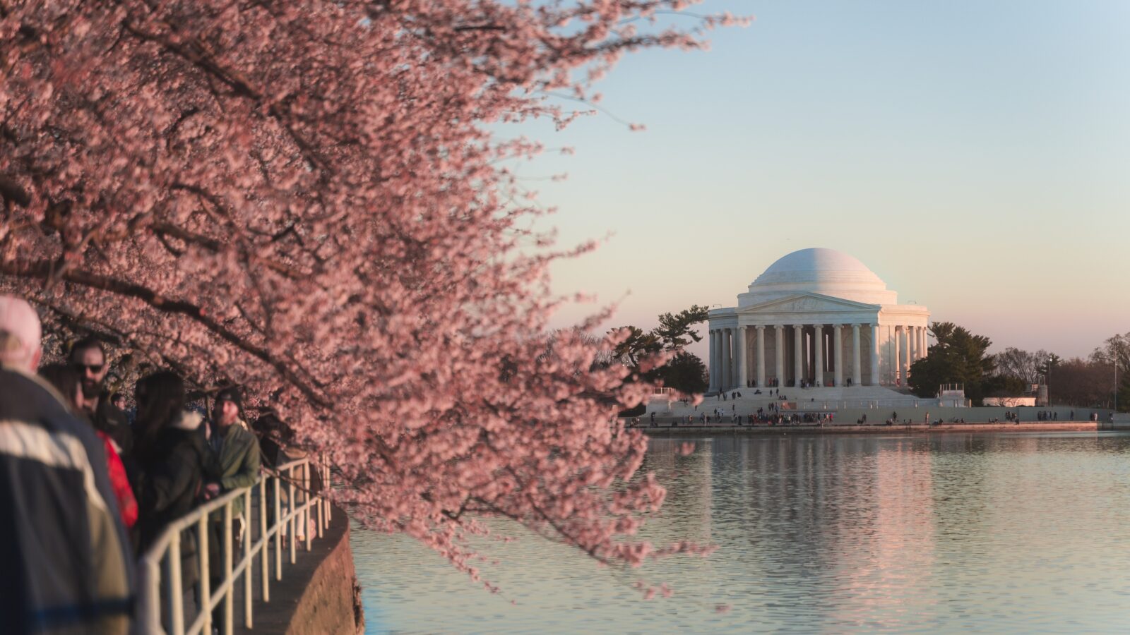 Cherry blossom trees in bloom at the Jefferson Memorial.