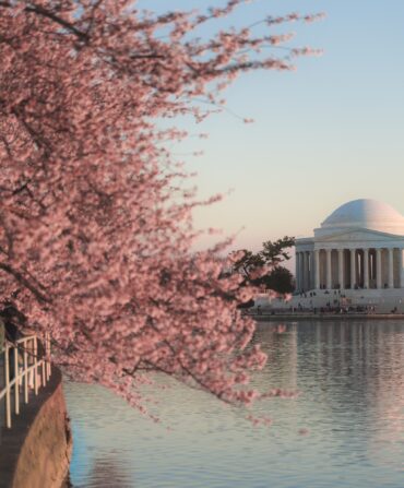 Cherry blossom trees in bloom at the Jefferson Memorial.