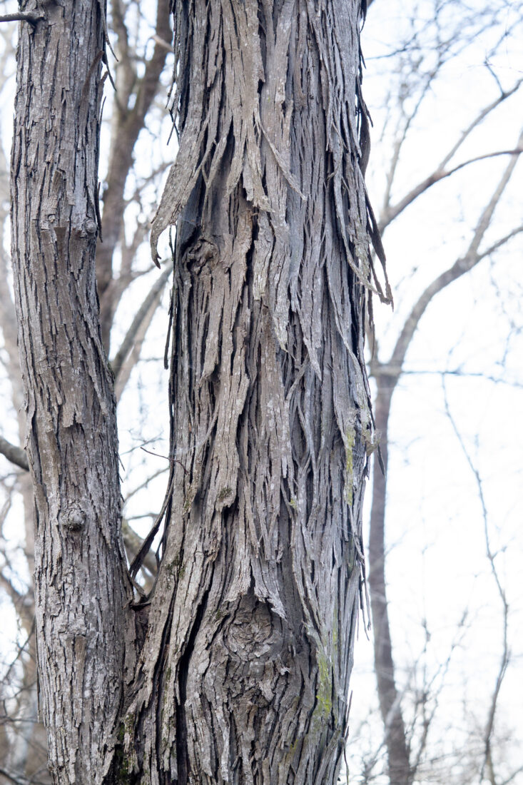 Shagbark hickory