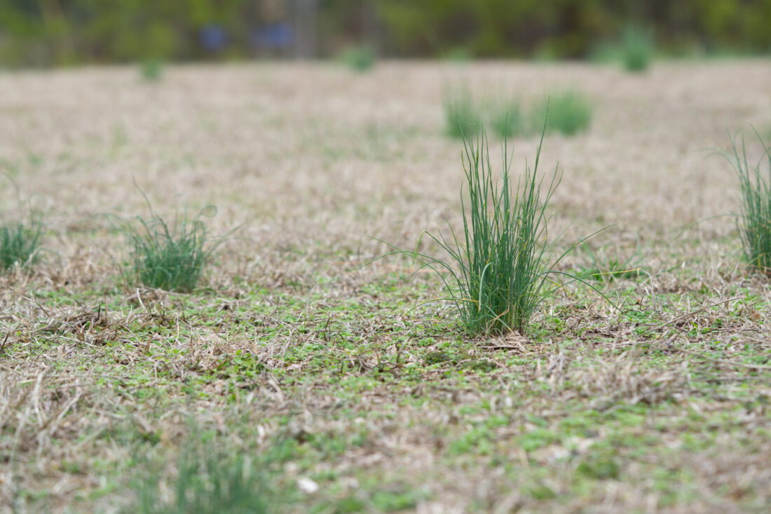 Wild garlic in grass