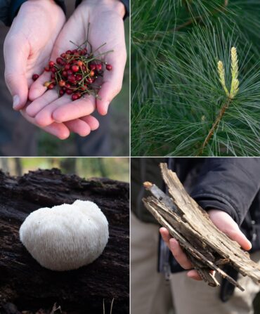 Clockwise, from top left: Foraging for rose hips, pine needles, lion’s mane, and shagbark hickory.