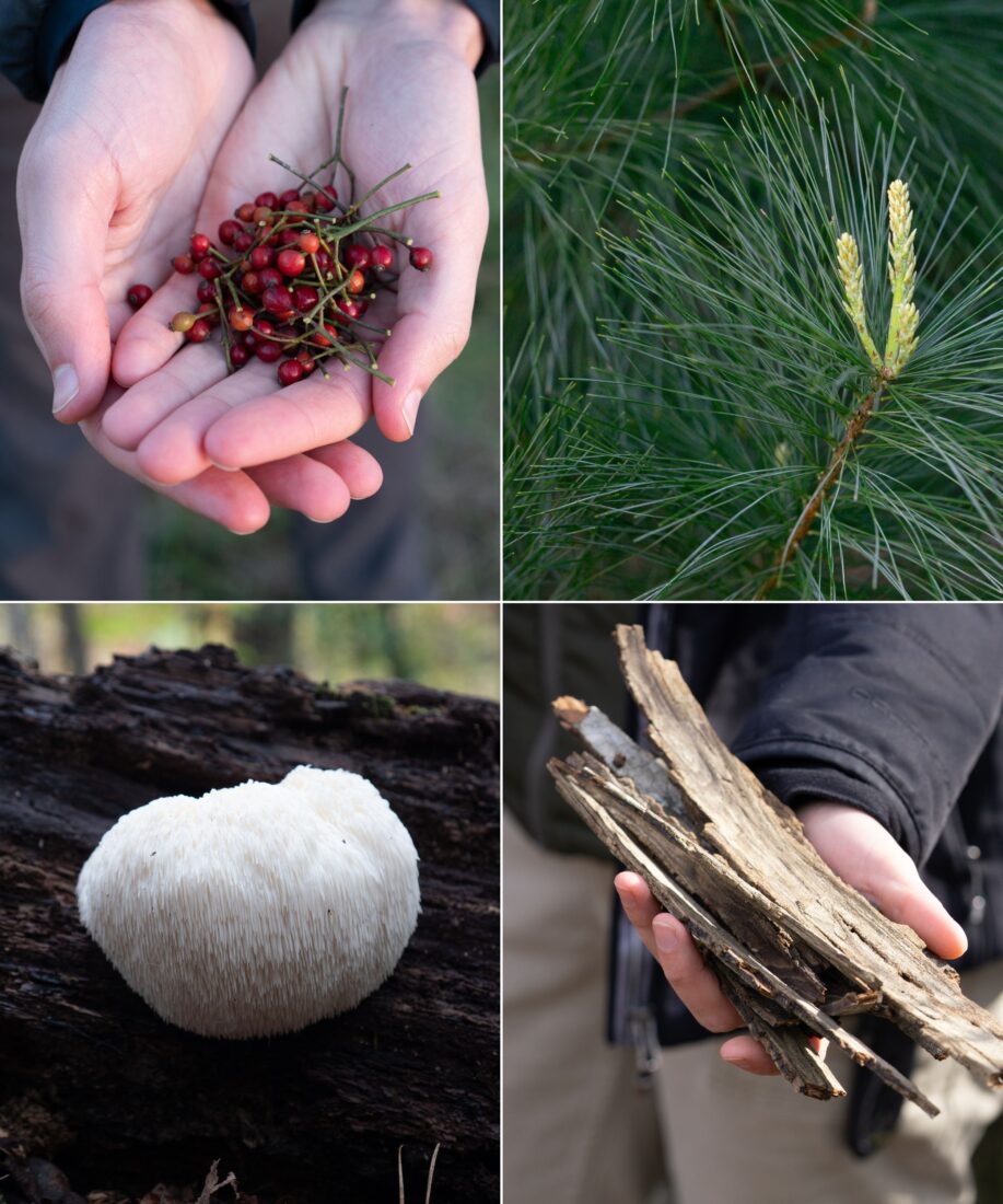 Clockwise, from top left: Foraging for rose hips, pine needles, lion’s mane, and shagbark hickory.