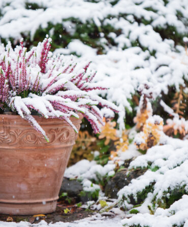 A snow-covered garden