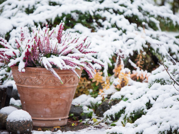 A snow-covered garden