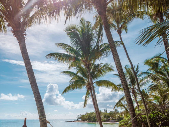 A hammock on a beach between two palms