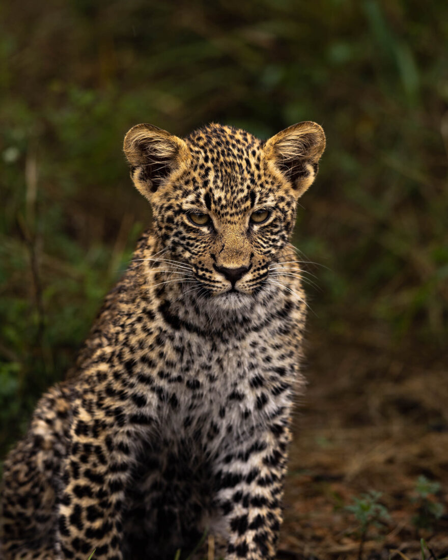 A leopard cub