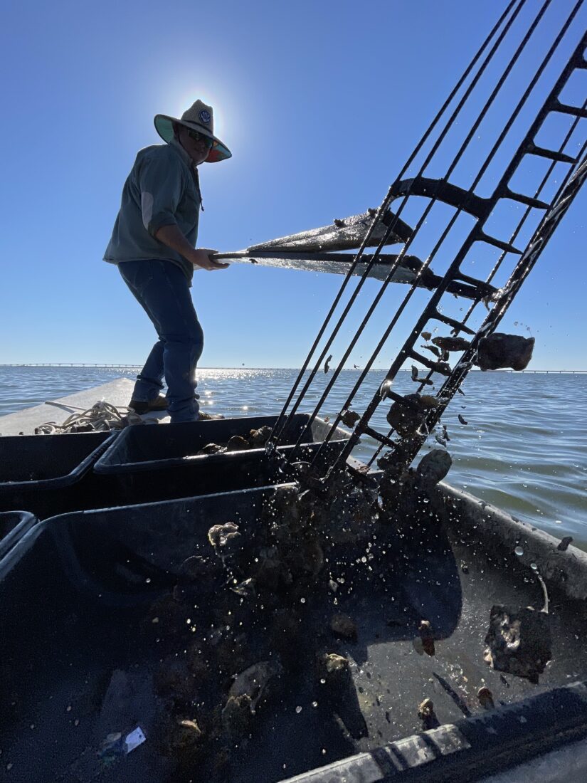 A man harvests oysters